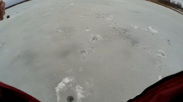 Зимняя рыбалка видео 2016 / Рязанская область, озеро Шиверхи (Рыболовный дневник®Fishing diary) смотреть онлайн