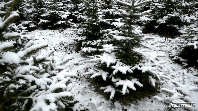 Как Дед Мороз в Гродненском лесхозе елку выбирал смотреть онлайн