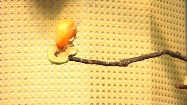 Экзотические птицы на ВВЦ