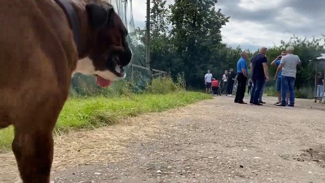 МЁРТВАЯ ХВАТКА БОКСЁРА / СОБАКА ПЛАЧЕТ НОЧЬЮ В МАШИНЕ / НОВЫЕ ЗНАКОМСТВА смотреть онлайн