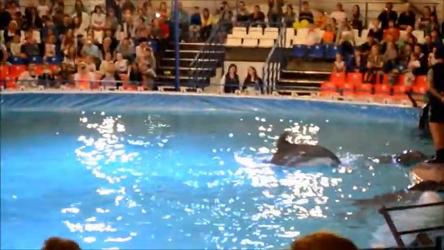 Московcкий дельфинарий на ВВЦ .