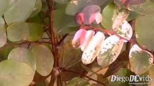 Breynia disticha - Mil-cores - Breinia (Phyllantheae - Flueggeinae) V2