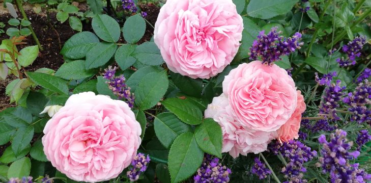 РОЗЫ ВЕСЕННЕЙ ПОСАДКИ В ИЮНЕ. Ответы на вопросы. НАЧИНАЮЩИМ. смотреть онлайн