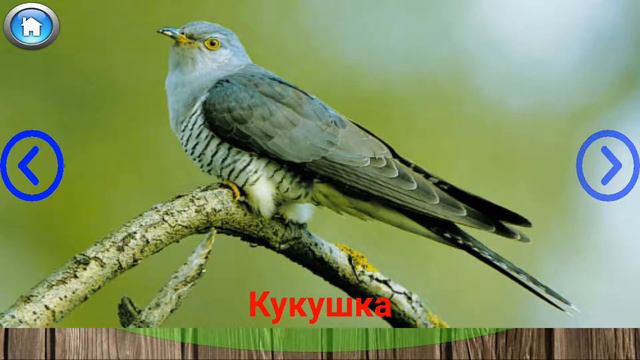 Изучаем птиц со звуками! смотреть онлайн