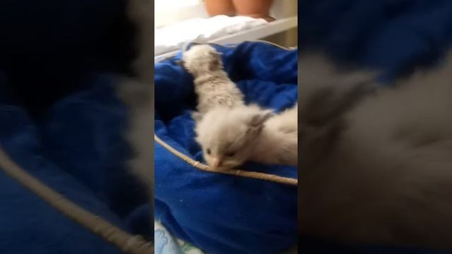 ПРОДАЖА котята RagDoll Кошка кукла 015 смотреть онлайн