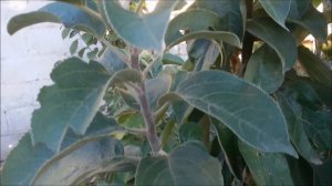 Вся правда о колоновидных деревьях.Как и чем подкормить дерево в августе.