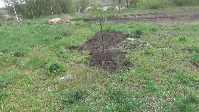 1 мая, обзор огорода, что посажали, вкусный завтрак, почему не сажаем картофель, Шаповаловы смотреть онлайн