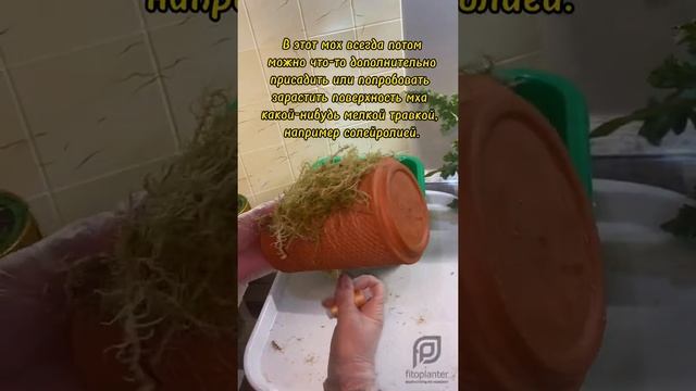 Мастер-класс посадка растений на фитопот от FitoPlanter смотреть онлайн