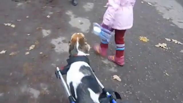 Добрик на прогулке смотреть онлайн