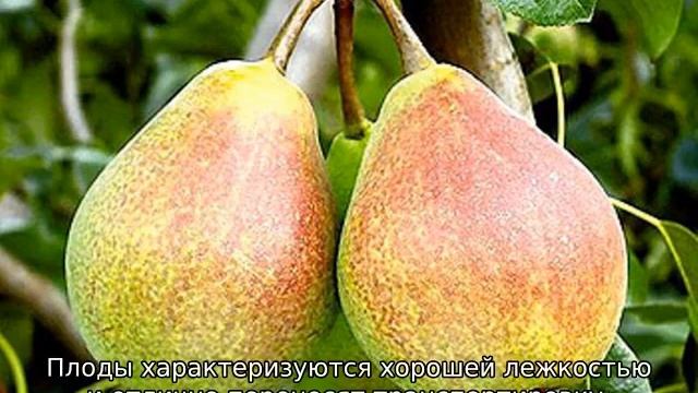 Зимние сорта груш смотреть онлайн