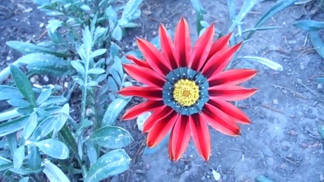 FLORES EN EL ASFALTO 38. Dormilona Margarita Africana Flor del Tesoro смотреть онлайн
