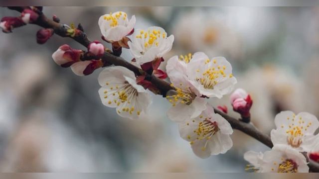 ✨ВИЗУАЛИЗАЦИЯ ЖЕЛАНИЙ \\ как ИСПОЛНИТЬ мечты за МЕСЯЦ? смотреть онлайн