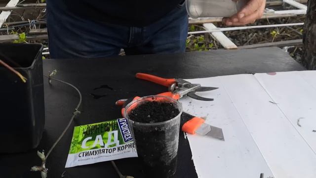 как размножить клематис весной смотреть онлайн