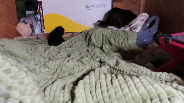 Щенок породы #ЧИХУАХУА  31.10.23 У каждого в жизни свои ЦЕННОСТИ ! Мечты СБЫВАЮТСЯ #chihuahualove