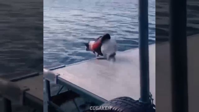 все про животных