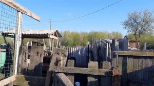 катумский баран и романовские ярки