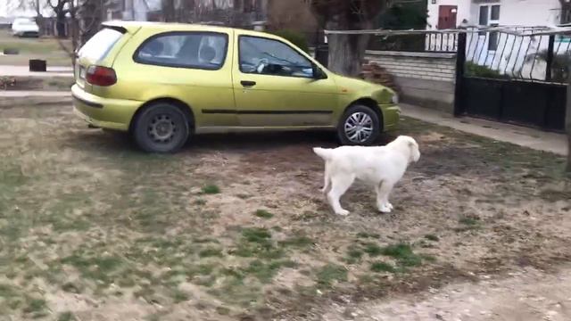 Brave little Alabay смотреть онлайн