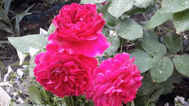 Английская роза Munstead Wood (Манстэд Вуд,) Д. Остин. David Austin roses blooming смотреть онлайн