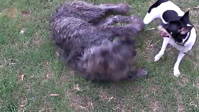 Chloe and george wrestle round 2 смотреть онлайн