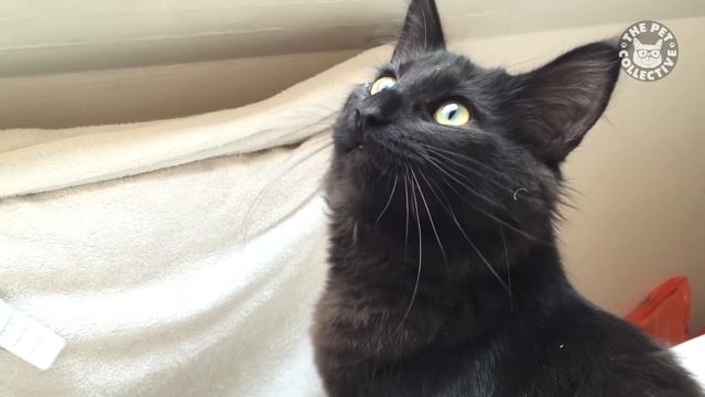 Ultimate Talking Cats | Funny Pet Compilation | The Pet Collective смотреть онлайн