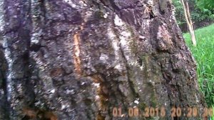 Егерь SP 5.5 пули КСПЗ .22LR