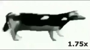 Корова танцует под польскую музыку (Скорость 999x)