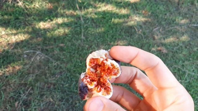 Созрел инжир. Абхазия смотреть онлайн