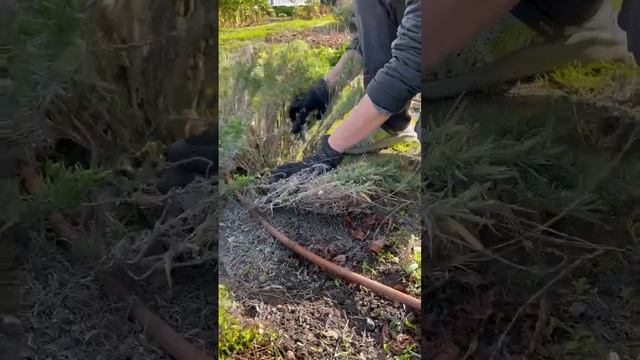 Обрезка лаванды весной смотреть онлайн