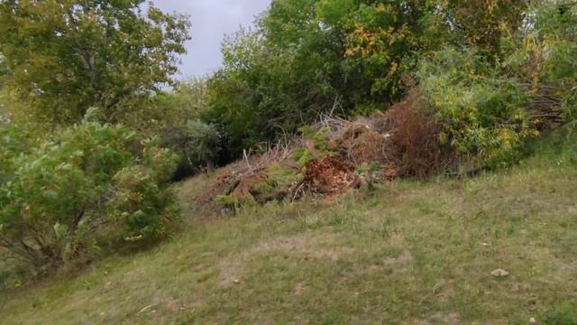 На даче. Ищем грибы. смотреть онлайн