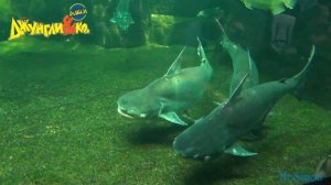 Deagostini ДЖУНГЛИ и КО МАКСИ ГИГАНТСКИЙ ШИЛЬБОВЫЙ СОМ Деагостини LISKA SHOW UNPACKING #5