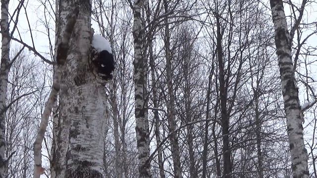 Сбор чаги. смотреть онлайн
