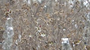 стая щеглов в Московском областе #щегол #саба #пулгирак #исфара #хучанд #турця