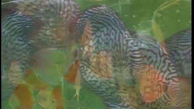 виды дискусов смотреть онлайн