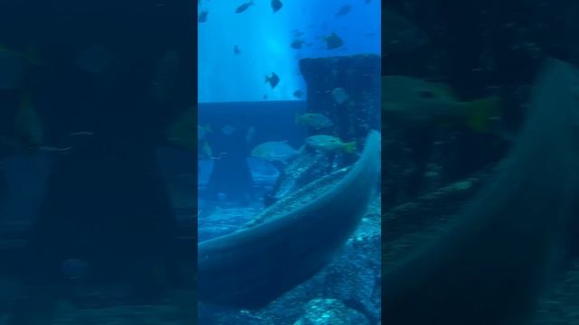 Крутейший отель Дубаи Атлантис! с Океанариумом и Аквапарком! смотреть онлайн