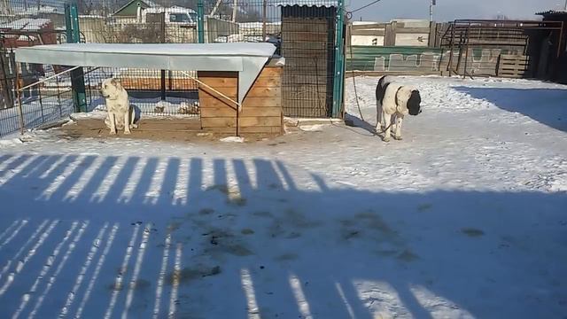Бугай Алабай. Ролик снят 8 декабря. Последний ролик с Ратибором. На утро 9 декабря его не стало. смотреть онлайн