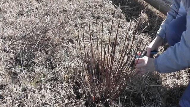 Спирея — посадка и уход в открытом грунте смотреть онлайн