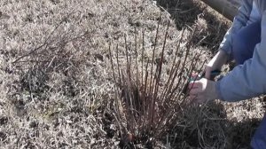 Спирея — посадка и уход в открытом грунте