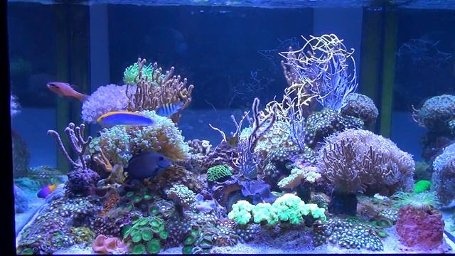 Video 3 Basso closed loop смотреть онлайн