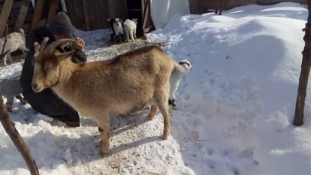 Яшка и Жужа, когда выгуливать козлят... смотреть онлайн