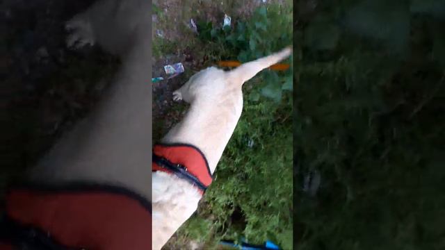 Прогулка лабрадора смотреть онлайн