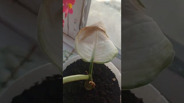 Бөлмө гүлдөрүн уруктан көбөйтөбүз. смотреть онлайн