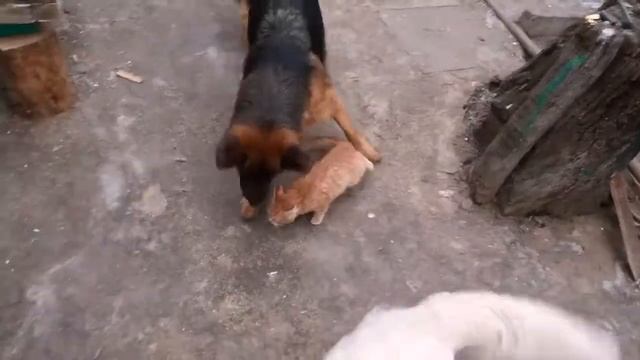 Кот и семеро собак. Веселая Новогодняя сказка с Хеппи Эндом! смотреть онлайн