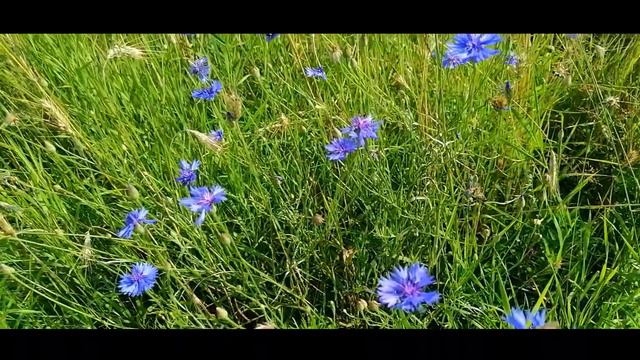 Васильки..Ромашки.. Колосится в Поле Рожь..//русское поле//полевые цветы смотреть онлайн