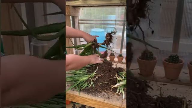 Aloe vera repotting and propagation #plants #garden #aloevera #propagation #medicinal ￼ смотреть онлайн