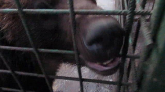 Медведь это человек в медвежьей шкуре смотреть онлайн