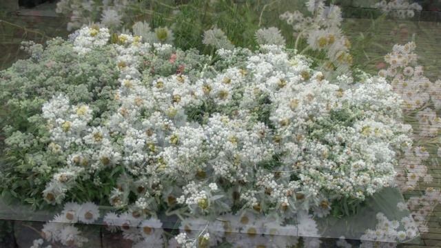 Анафалис (Anaphalis) - многолетнее травянистое растение семейства астровые (Asteraceae) смотреть онлайн