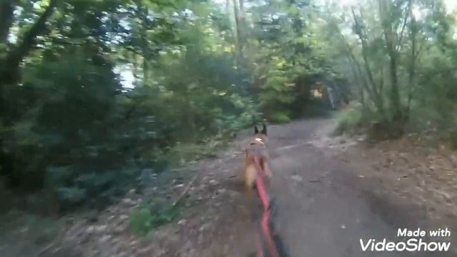 Canicross breizh pledran trott' mai 2019 смотреть онлайн