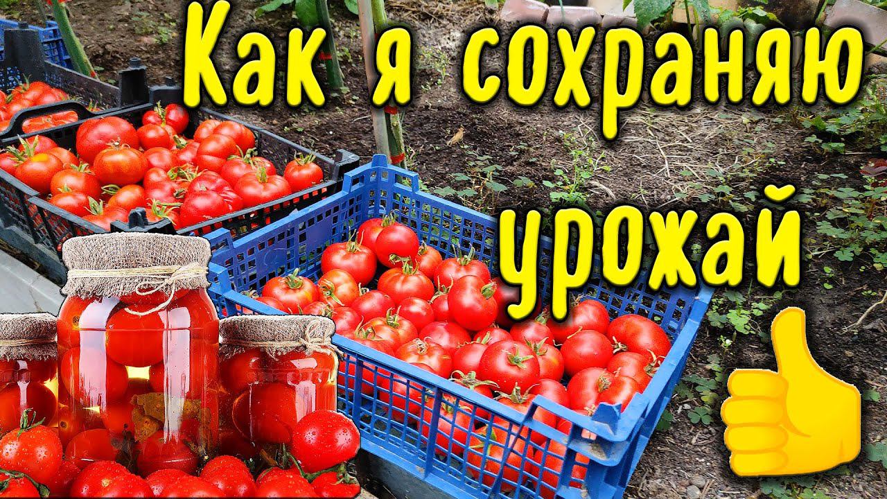 Как я сохраняю урожай смотреть онлайн