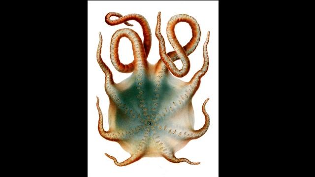 Facts: The Seven-Arm Octopus смотреть онлайн