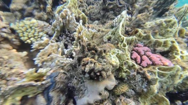 подводный мир красного моря. кораллы. Шарм-Эль Шейх. Синайский полуостров смотреть онлайн